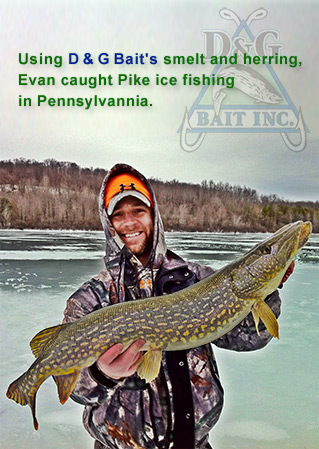 Evan Caught Pike With Our Smelt & Herring